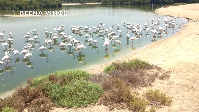RAS AL KHOR WILDLIFE SANCTUARY/FLAMINGO PARK DUBAI VLOG смотреть онлайн