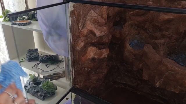 DIY Green tree python Enclosure Build: Complete with a waterfall and removable perches! смотреть онлайн