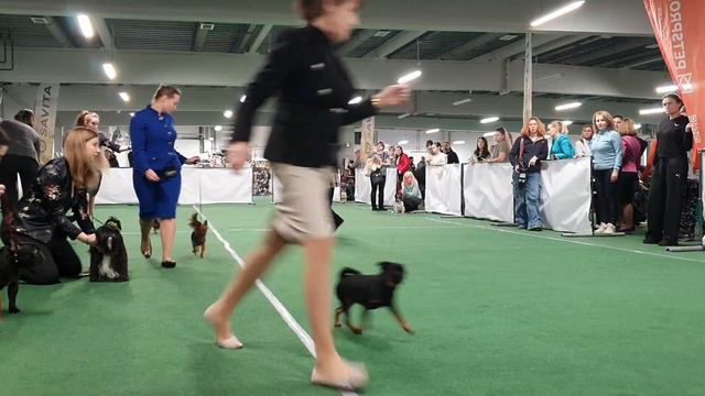 24.12.2023, СПб. Клуб "Глория". Выставка собак САС 9 группы FCI смотреть онлайн