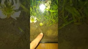 Полевые ящерки дома