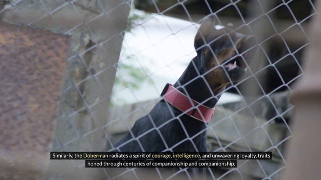 Rottweiler vs. Doberman: The Truth About Canine Aggression смотреть онлайн