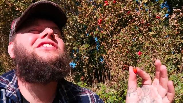 Rosehips The Edible Fruit Of The Rose?Facts, Identification, History, Uses & More смотреть онлайн