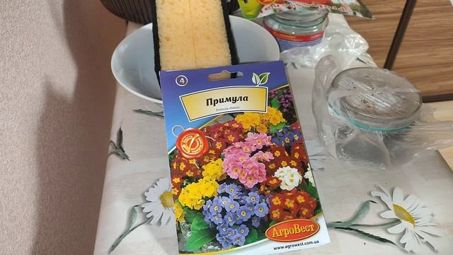 Гелиотроп,Примула,Бегония!?Учимся выращивать!ЧАСТЬ 2! смотреть онлайн