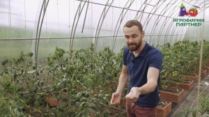 ЧТО ДЕЛАТЬ, ЕСЛИ НЕ ЗАВЯЗЫВАЮТСЯ ТОМАТЫ