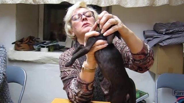 Ориент. Актировка в клубе. 231019 http://efcattery.wixsite.com/home смотреть онлайн