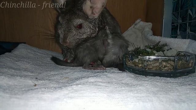 У шиншиллы Лунны прибавление! смотреть онлайн