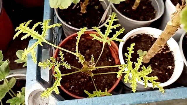 Комнатные растения. Устраиваемся в теплице на зимовку. смотреть онлайн