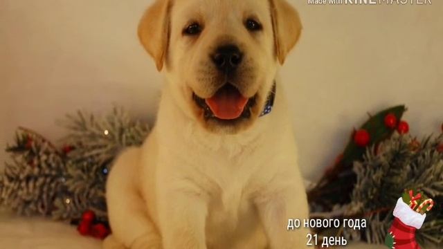 .. фотографии лабрадора смотреть онлайн