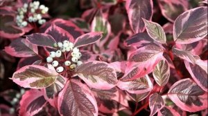 ДЕРЕН БЕЛЫЙ ДЕКОРАТИВНЫЕ КУСТАРНИКИ