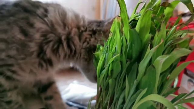 Кукуруза для кошек смотреть онлайн