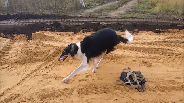 #46 BORZOI RUSSIAN WOLF 1/2 | Which Dog Should I Get? Dog Breed Selector смотреть онлайн