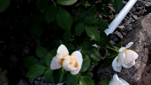 Розы Августа Луиза ,Лионс, Индиголетта и другие 2019 смотреть онлайн