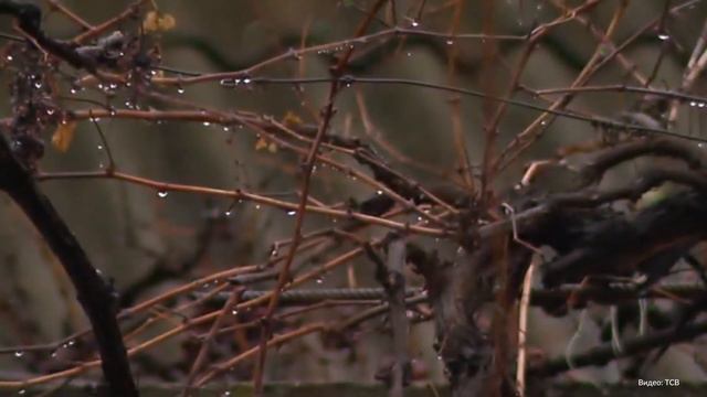 Осень 2019 в Москве может стать самой теплой смотреть онлайн