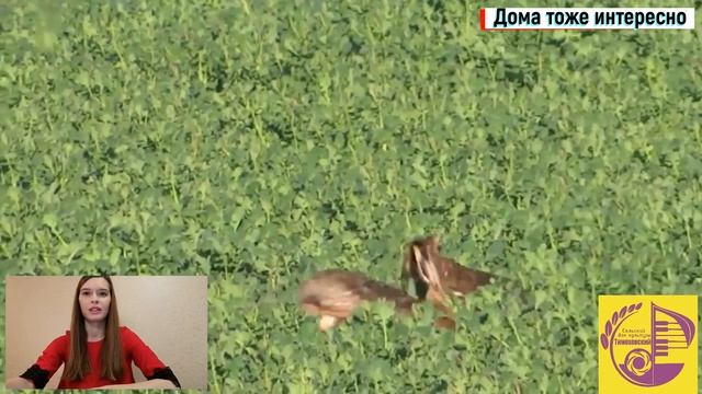 Заяц русак смотреть онлайн