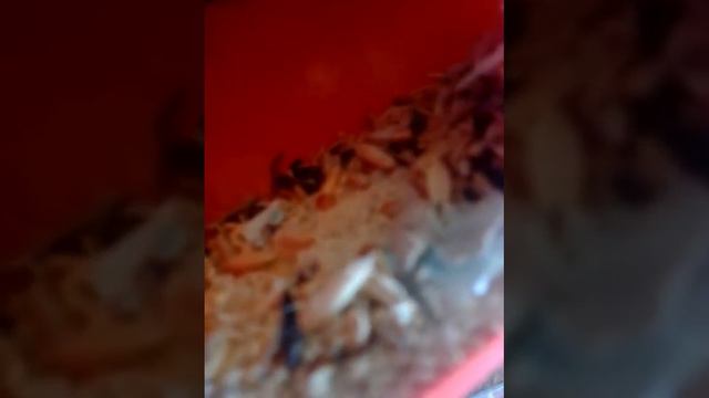 Пропал хомяк