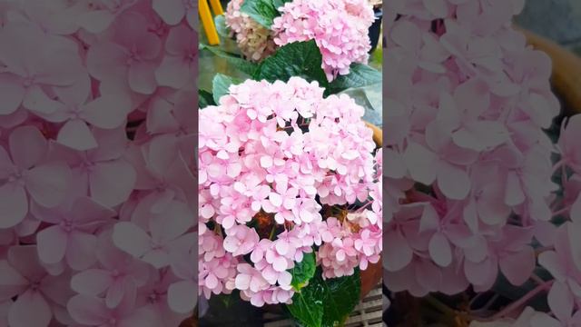 HYDRANGEA FLOWERS SO BEAUTIFUL‼‼😍😍 #short смотреть онлайн