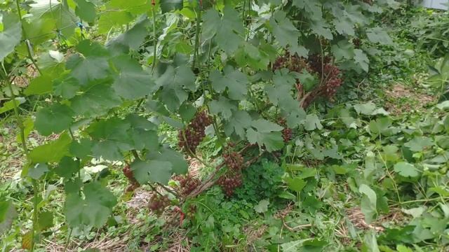 Оидиум на винограде. Мои методы борьбы с оидиумом. Препараты против оидиума. смотреть онлайн