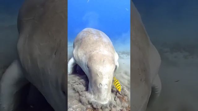 Морская корова! смотреть онлайн