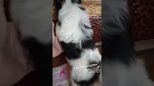 щенок Бивер йорка, Амир, 4 мес.