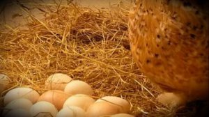 Когда начинают нестись молодые куры возраст, влияние разных факторов