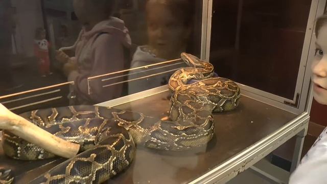 Зоопарк экзотических животных, часть 2. Zoo of exotic animals part 2. смотреть онлайн