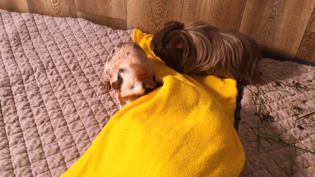 10 Things You Need to Know BEFORE GETTING GUINEA PIGS - Part 1 | BEGINNERS GUIDE | Guinea Pig Care смотреть онлайн