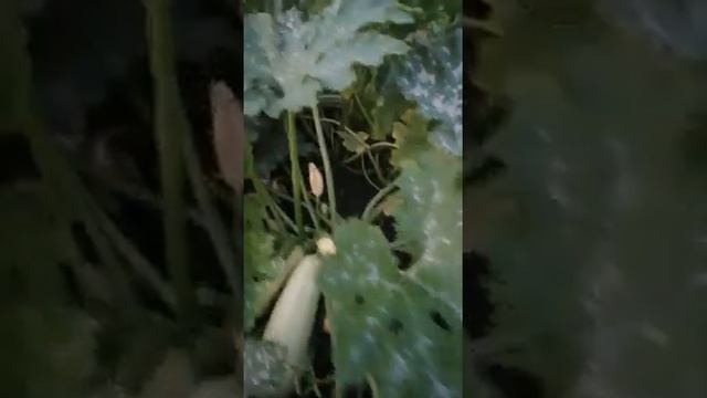 Жорик Быдлов на даче часть 2. Кабачек. смотреть онлайн