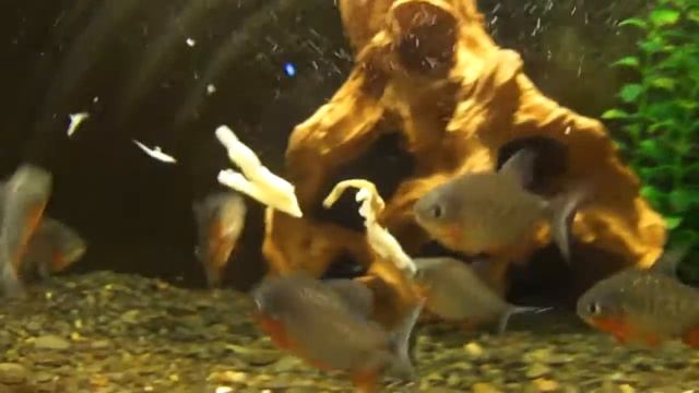 Стая пираний разрывает кильку в клочья!!! Смотреть до конца! смотреть онлайн