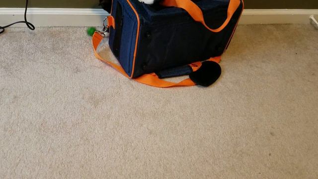 Kazoo Continues The Carrier Fun смотреть онлайн