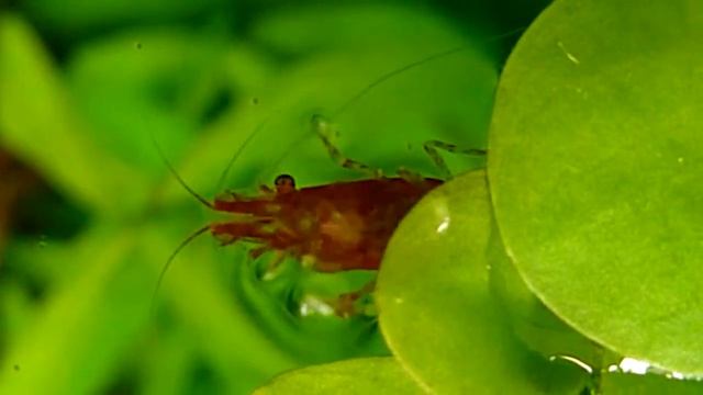 Cherry Shrimp is upside down on a plant смотреть онлайн