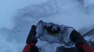 Поймал норку в своём пруду . Самый простой способ поймать норку .