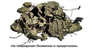 Трава копытень: описание, полезные свойства, применение