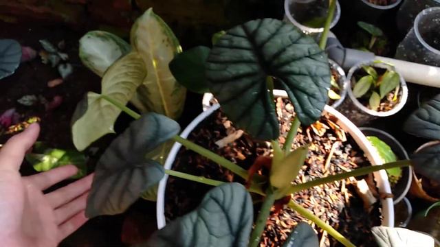 Alocasia Dragon Moon