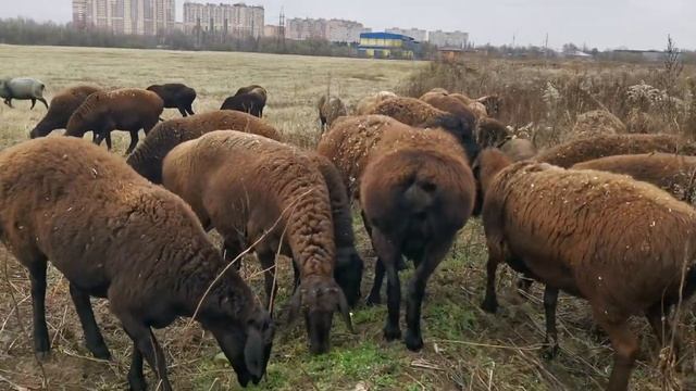 Гиссарские матки смотреть онлайн