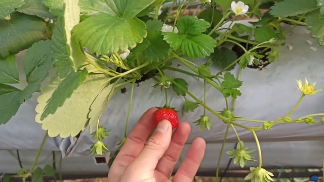 Клубника Мара де Буа. Для тех кто ценит вкус! смотреть онлайн