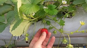 Клубника Мара де Буа. Для тех кто ценит вкус!