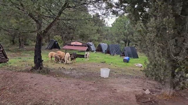 Even when it rains, I never leave stray dogs alone because they are my children. смотреть онлайн