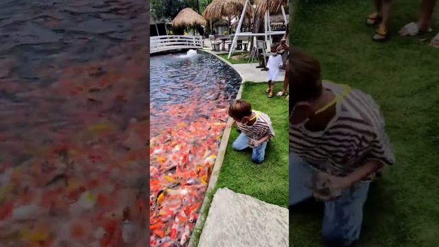 Что-то у вас голодные рыбки. смотреть онлайн