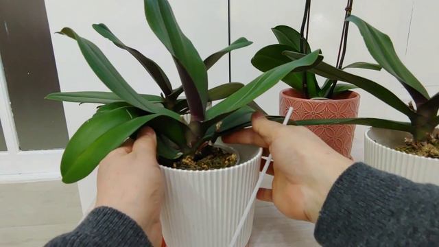 호접란 구입 후 분갈이를 하지 않고도 잘 키우는 방법. How to grow a healthy Phalaenopsis without planting. смотреть онлайн