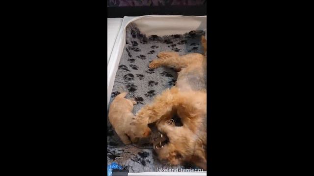 Lakeland Terrier Puppy. CURLY FORELOCK Attractive Anouk играет с сыном.