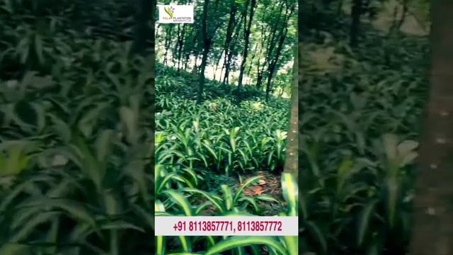 Massangeana Dracaena смотреть онлайн