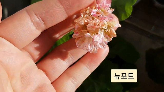 제라늄 꽃밭과 풀밭 사잇길~ I'm waiting for the Pelargonium blooming. смотреть онлайн
