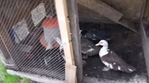 ИНДОУТКИ МУСКУСНЫЕ УТКИ НАЧАЛИ ЯЙЦЕКЛАДКУ