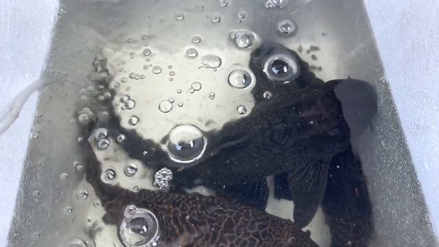 Спасибо за сомов смотреть онлайн