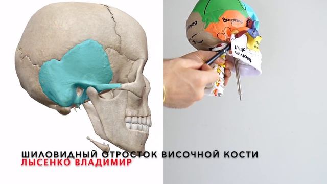 Топография черепа. Костные ориентиры на голове. Анатомия черепа 3D смотреть онлайн