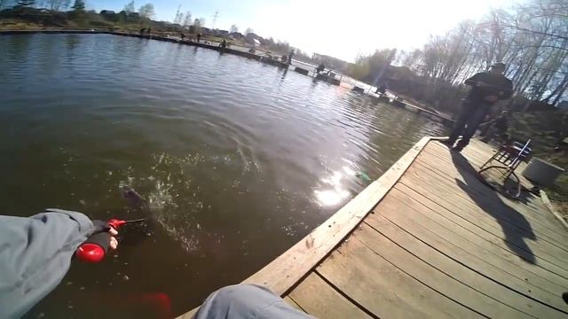 Ловля форели в КРХ Савельево-2 29.04.2016 смотреть онлайн
