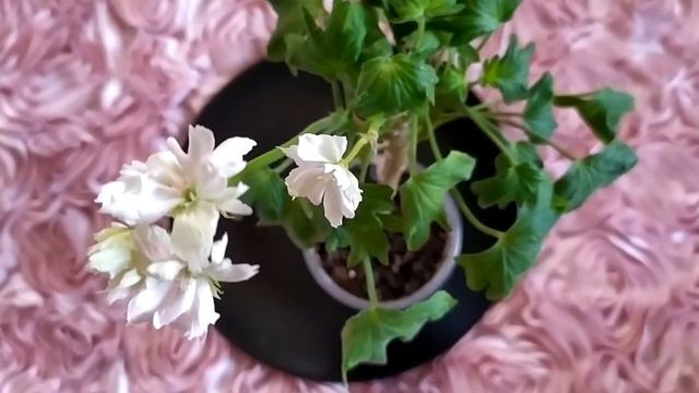 Лучшие сортовые пеларгонии.Цветонос на цветоносе!Какой выбрать черенок для укоренения?White Feather смотреть онлайн