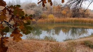 Мелодии осени. Японский саксофон