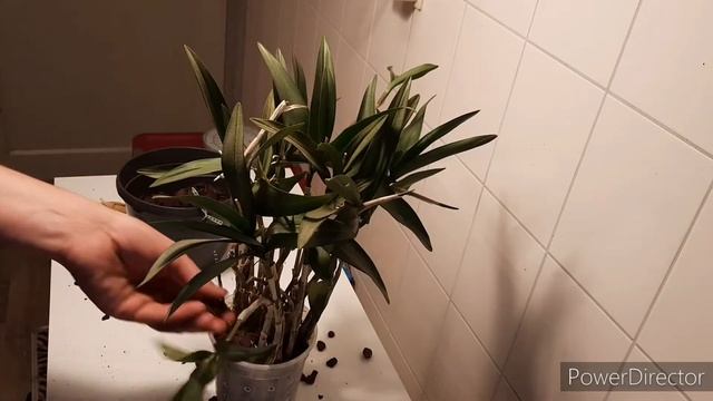 Sorting Out Dendrobium Berry Oda смотреть онлайн