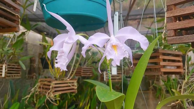 🛑 CATTLEYA MÁXIMA COERULEA